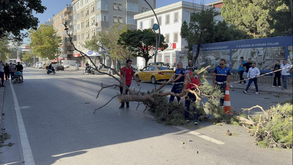 Kocaeli'de korkutan olay: Aracıyla düz yolda giderken üzerine ağaç devrildi! - 5. Resim