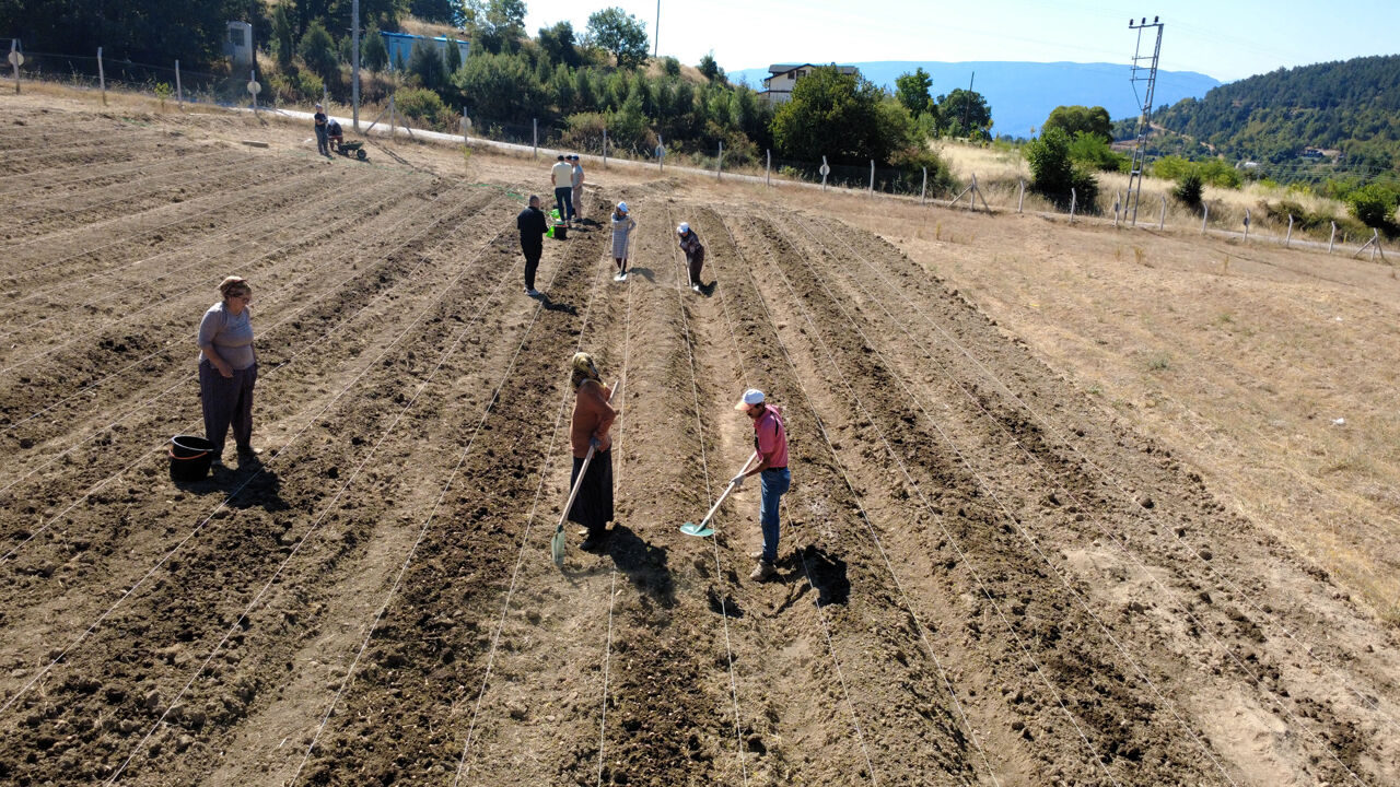 80 bin çiçekten sadece yarım kilo çıkıyor! 