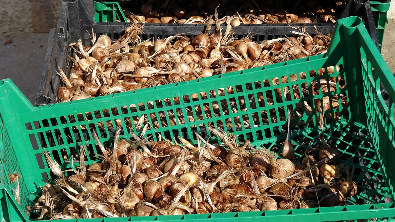 80 bin çiçekten sadece yarım kilo çıkıyor! 