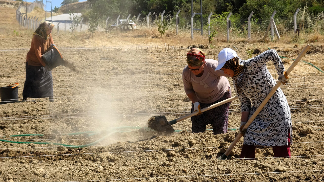 80 bin çiçekten sadece yarım kilo çıkıyor! 