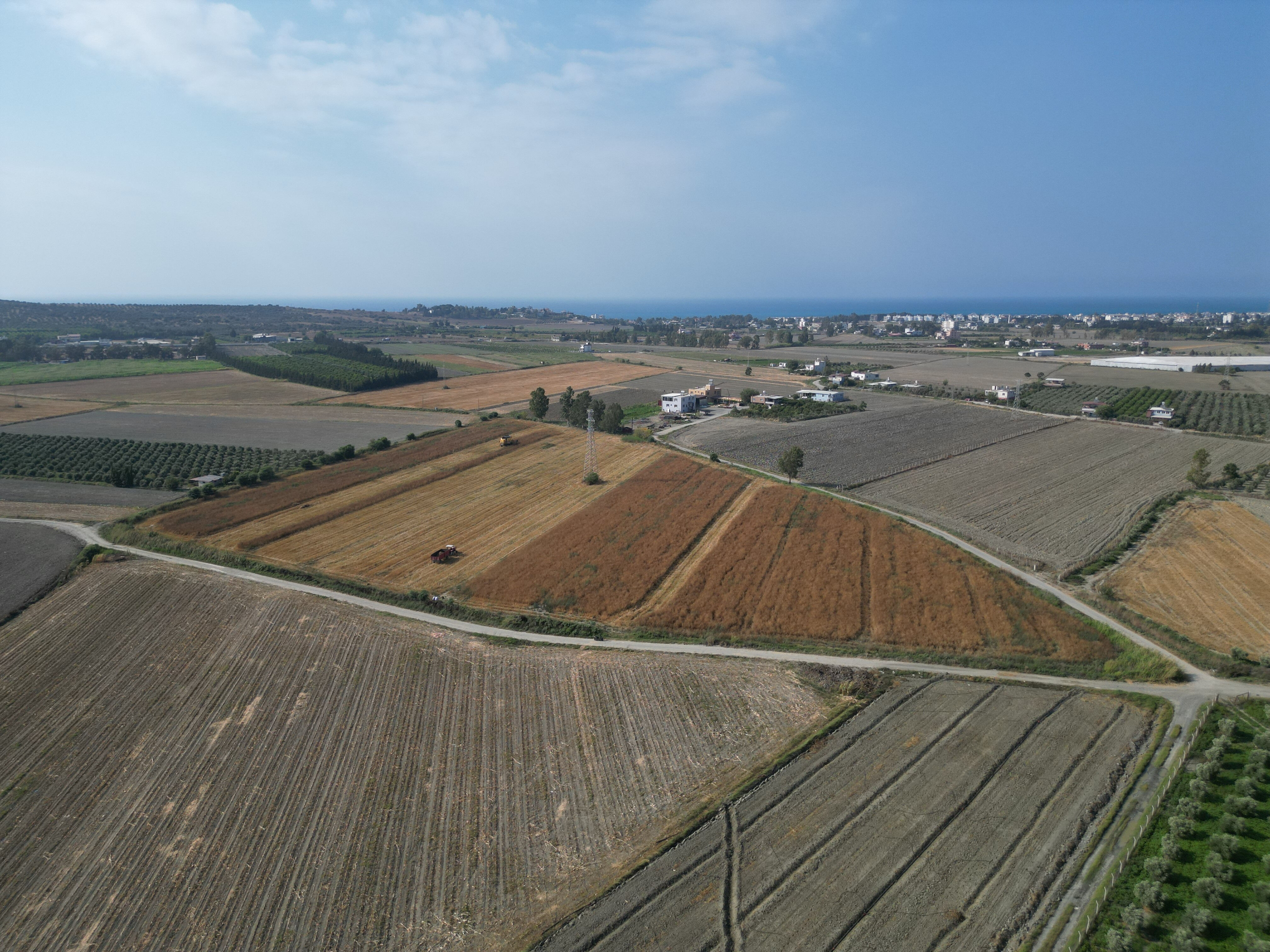Ata tohumuyla üretiliyor, tarlada kilosu 100 TL! Türkiye'nin ihtiyacının yüzde 75'ini bu ilçe karşılıyor - 1. Resim