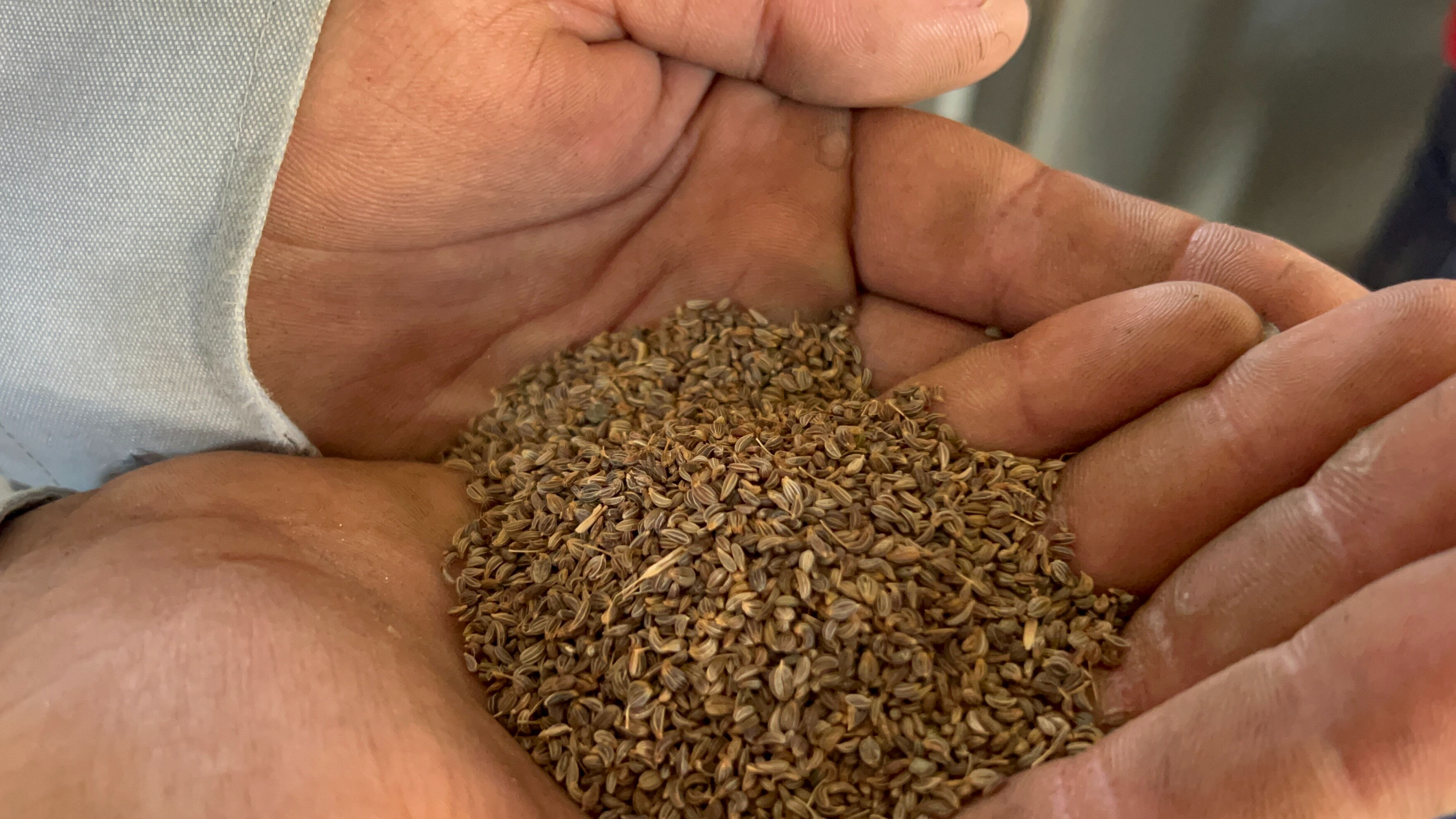 Ata tohumuyla üretiliyor, tarlada kilosu 100 TL! Türkiye'nin ihtiyacının yüzde 75'ini bu ilçe karşılıyor - 4. Resim