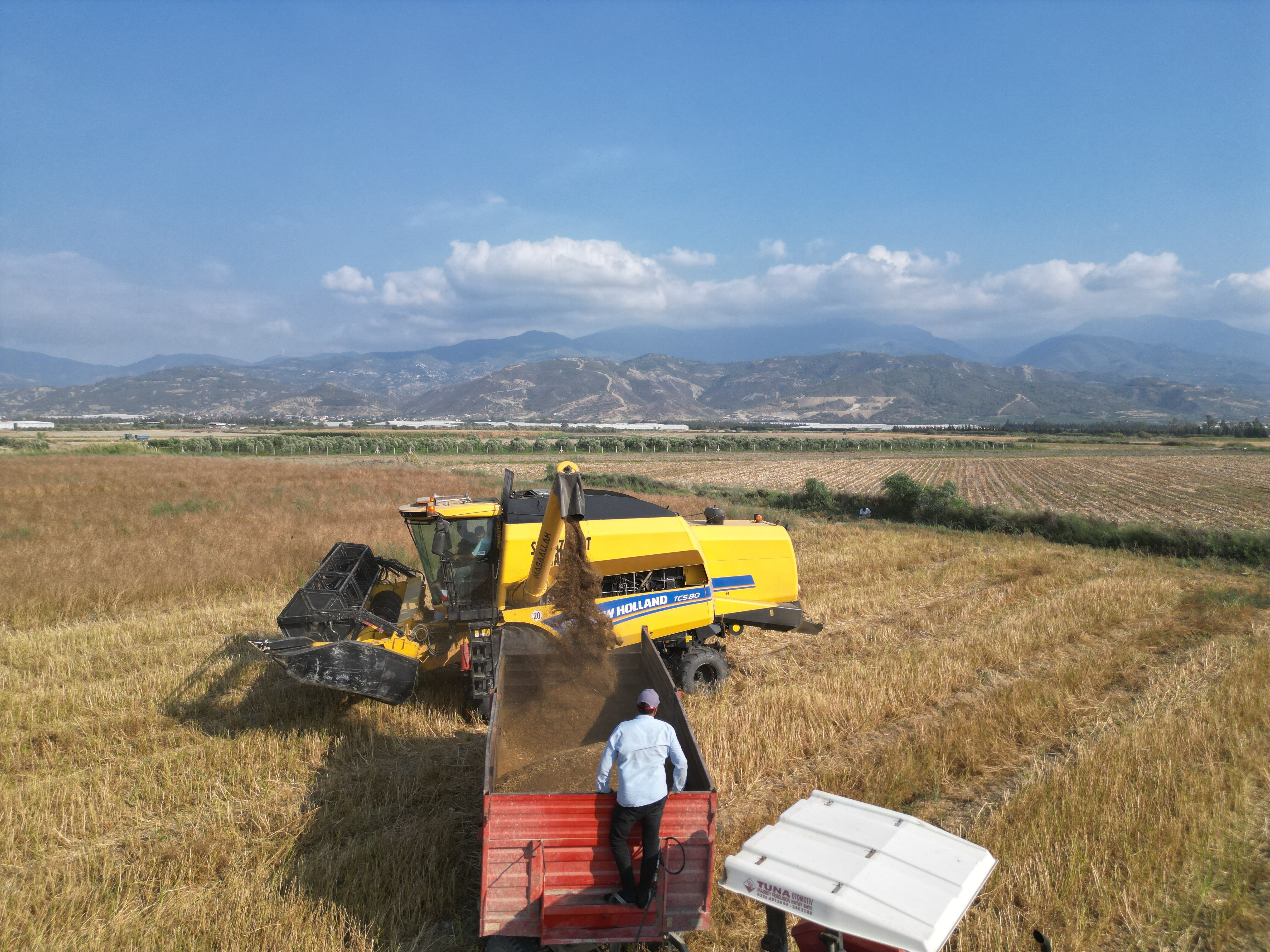 Ata tohumuyla üretiliyor, tarlada kilosu 100 TL! Türkiye'nin ihtiyacının yüzde 75'ini bu ilçe karşılıyor - 2. Resim