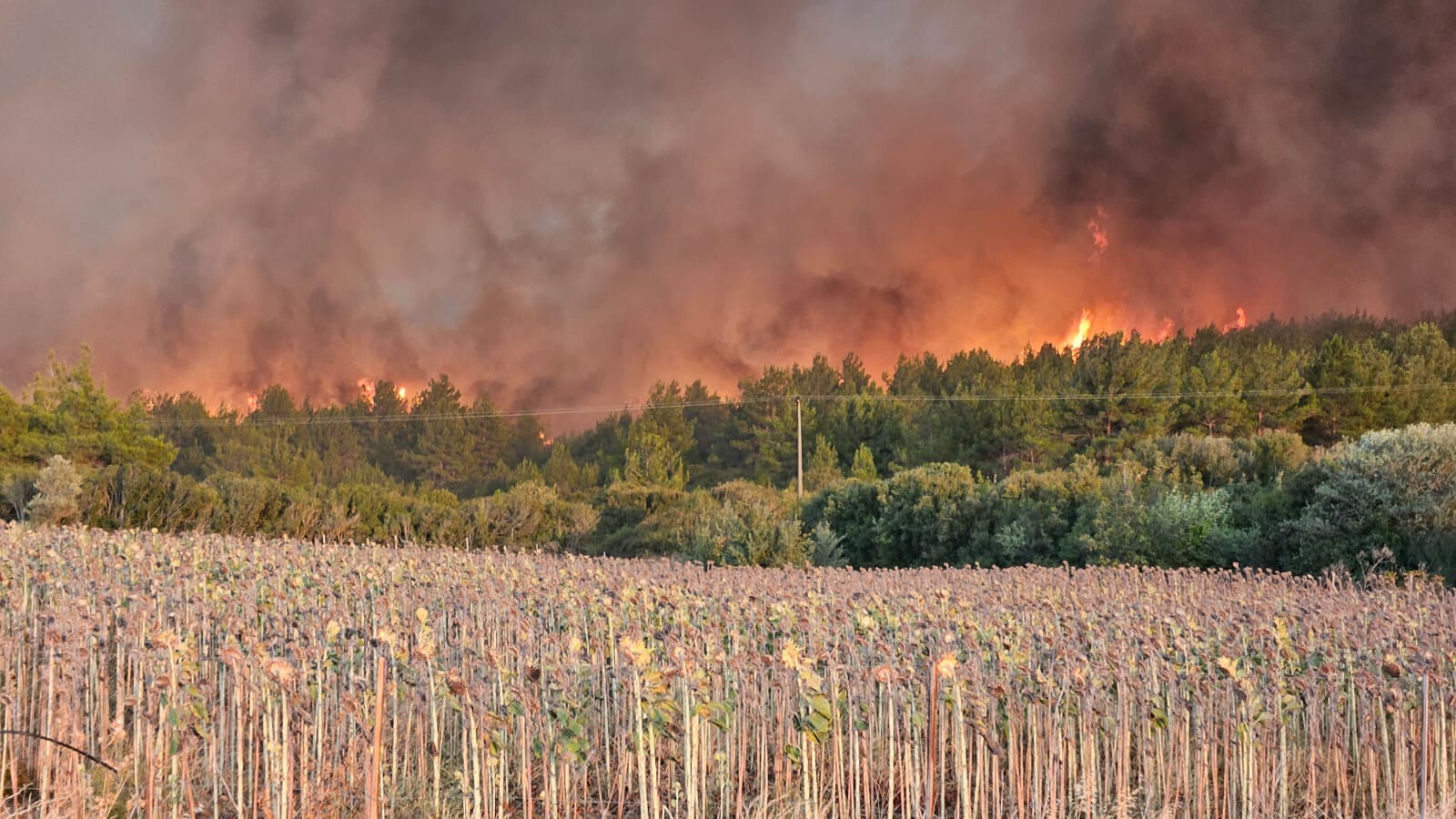 Çanakkale Gelibolu orman yangını son durum ne? - 1. Resim