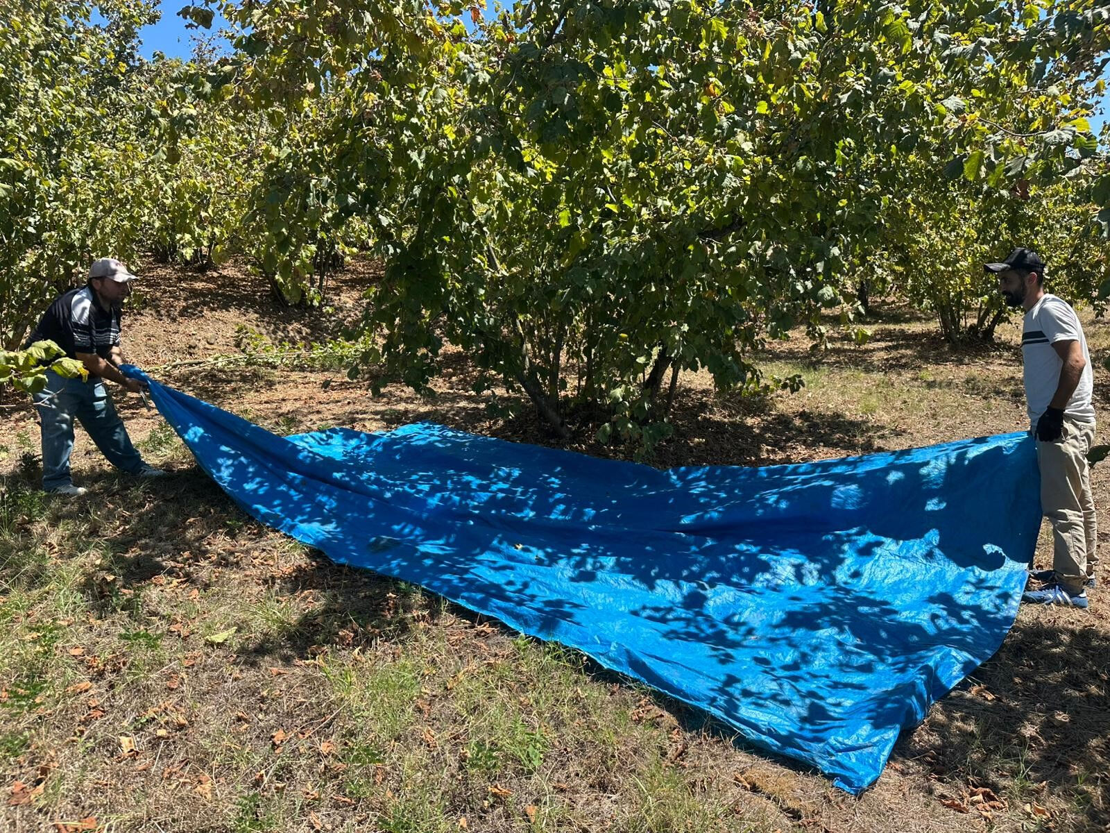 Fırsatçılığın bu kadarı! Tırpan fiyatları 1 ayda fırladı, üretici isyan etti - 3. Resim