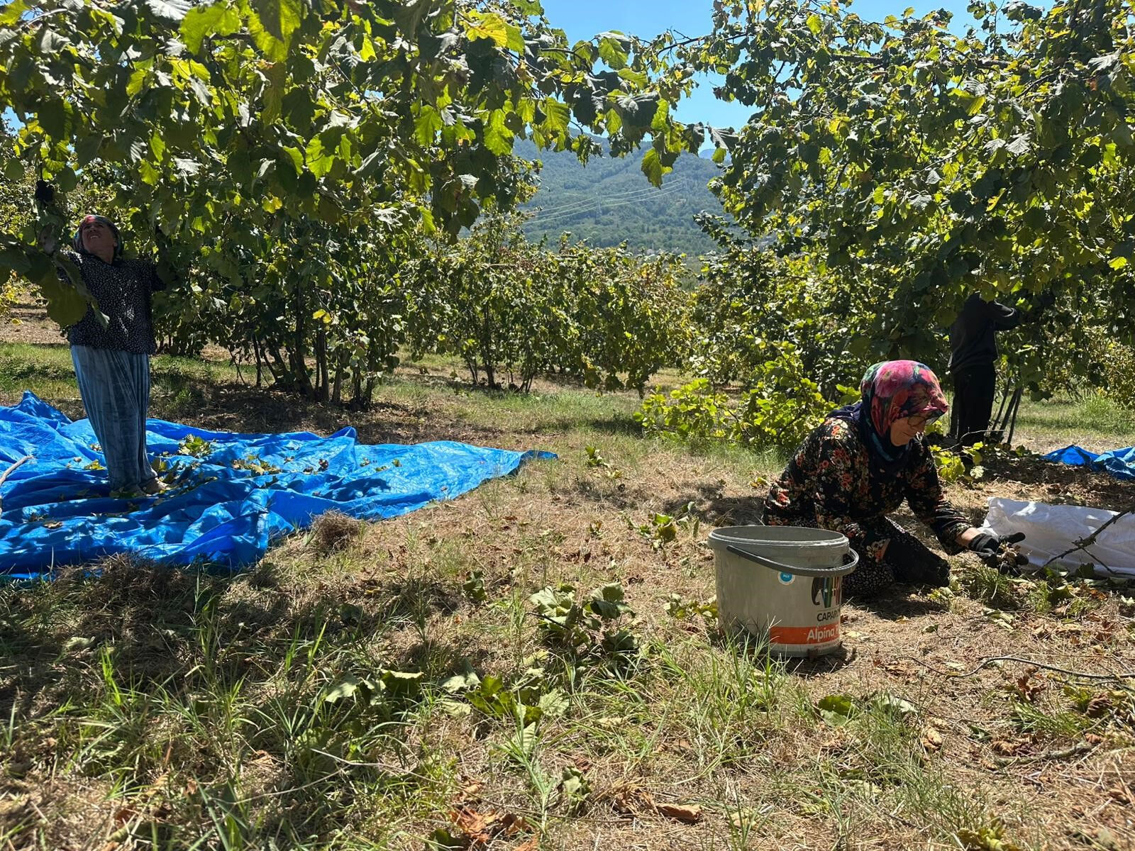 Fırsatçılığın bu kadarı! Tırpan fiyatları 1 ayda fırladı, üretici isyan etti - 1. Resim