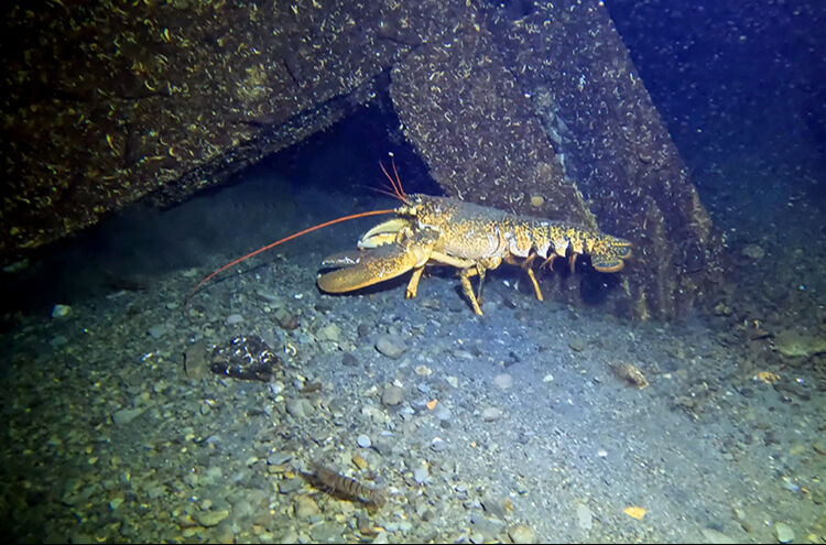 Gölcük'te 'batık şehir' 26 yıl sonra görüntülendi! 1999'daki deprem felaketinin izleri - 2. Resim