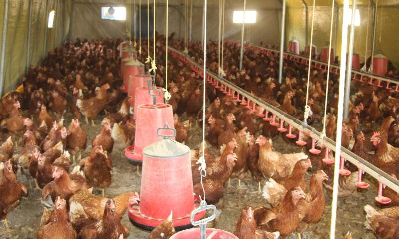 Atanamayınca yılmadı! 30'la başladı 700 oldu... Yeni işinde siparişlere yetişemiyor - 5. Resim