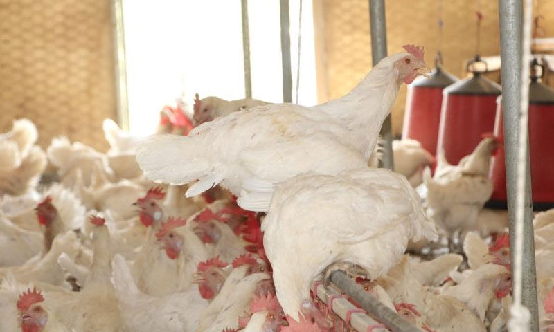 Atanamayınca yılmadı! 30'la başladı 700 oldu... Yeni işinde siparişlere yetişemiyor - 4. Resim