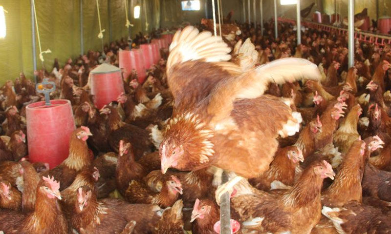 Atanamayınca yılmadı! 30'la başladı 700 oldu... Yeni işinde siparişlere yetişemiyor - 2. Resim