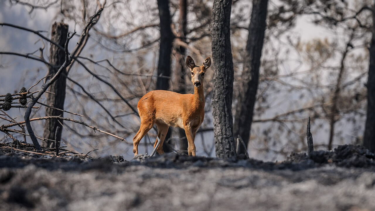 Çanakkale Gelibolu yangını 2. gününde! İşte dakika dakika tüm gelişmeler