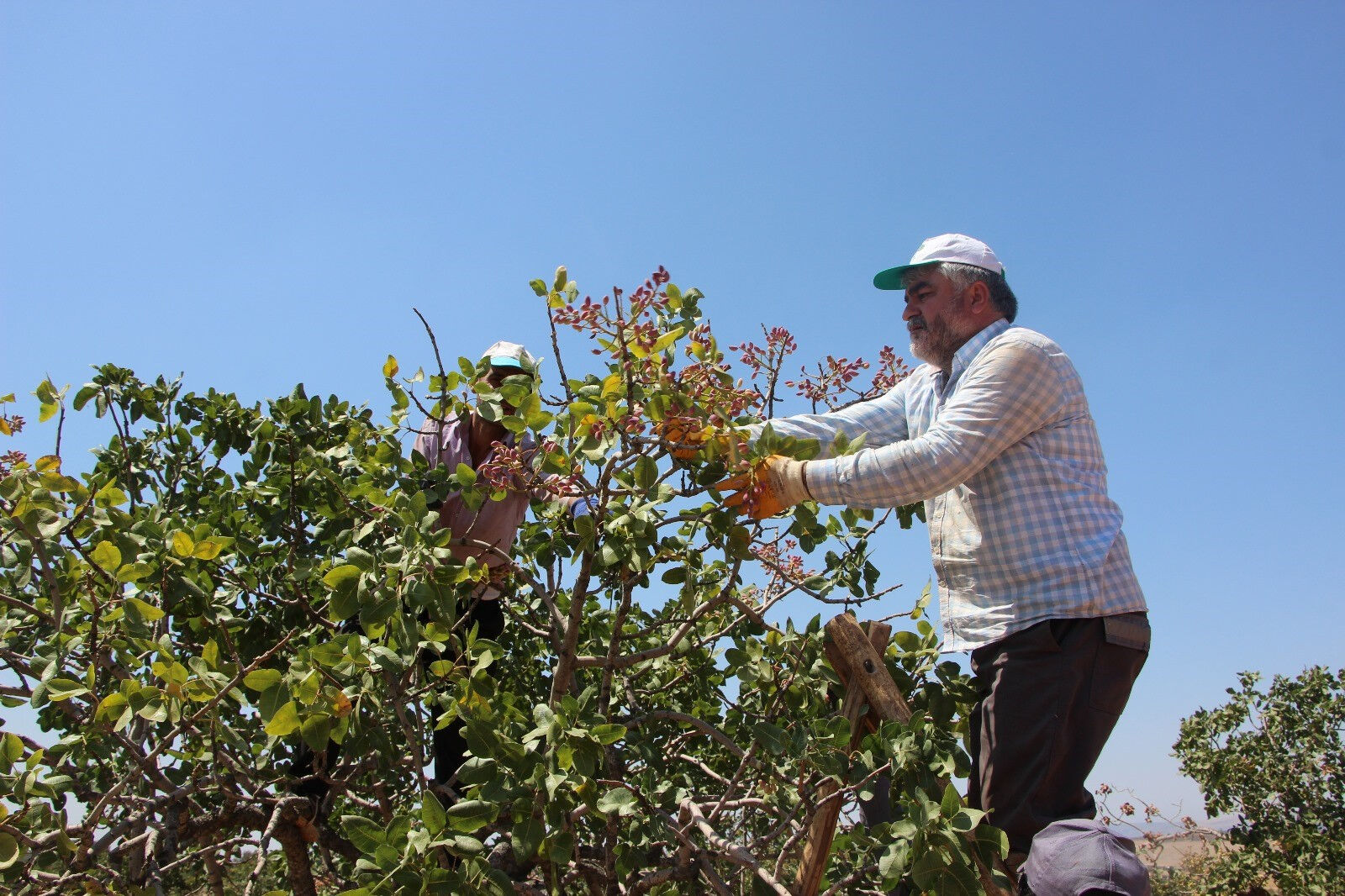 Fiyatı 1 yılda 4 kat arttı bunu duyan çiftçi tarlasını sadece onu ekti! Sadece o kentin üreticisi mutlu - 1. Resim