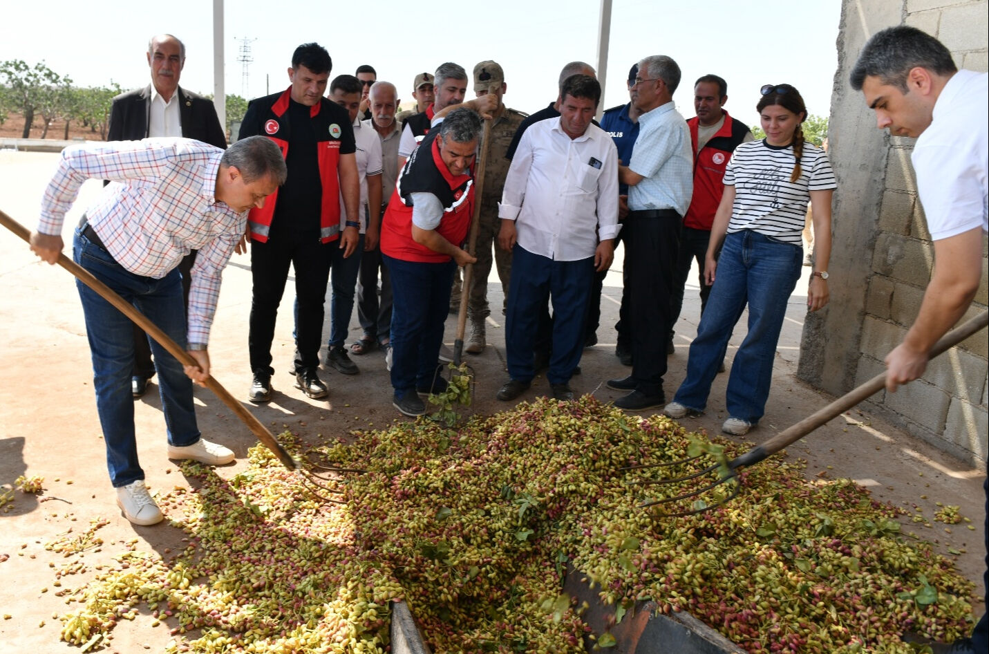 Fiyatı 1 yılda 4 kat arttı bunu duyan çiftçi tarlasını sadece onu ekti! Sadece o kentin üreticisi mutlu - 4. Resim