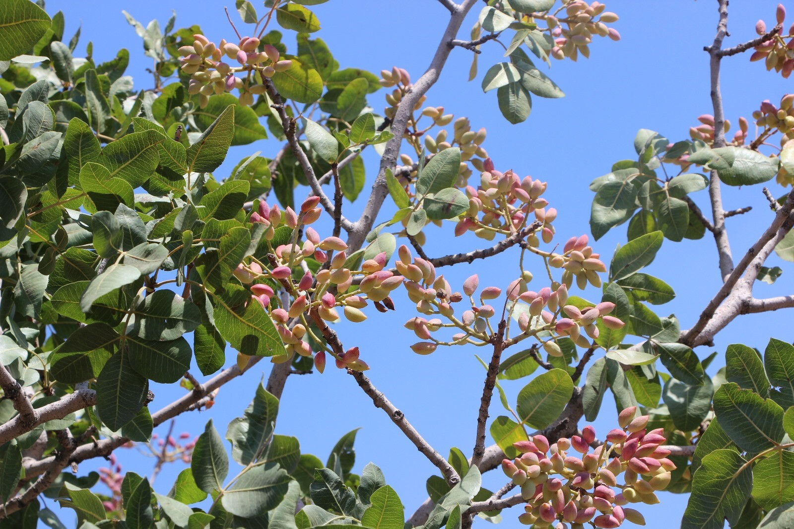 Fiyatı 1 yılda 4 kat arttı bunu duyan çiftçi tarlasını sadece onu ekti! Sadece o kentin üreticisi mutlu - 2. Resim