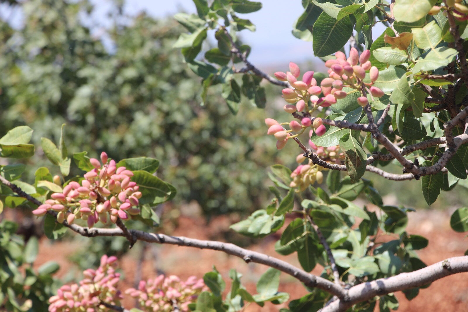 Fiyatı 1 yılda 4 kat arttı bunu duyan çiftçi tarlasını sadece onu ekti! Sadece o kentin üreticisi mutlu - 3. Resim