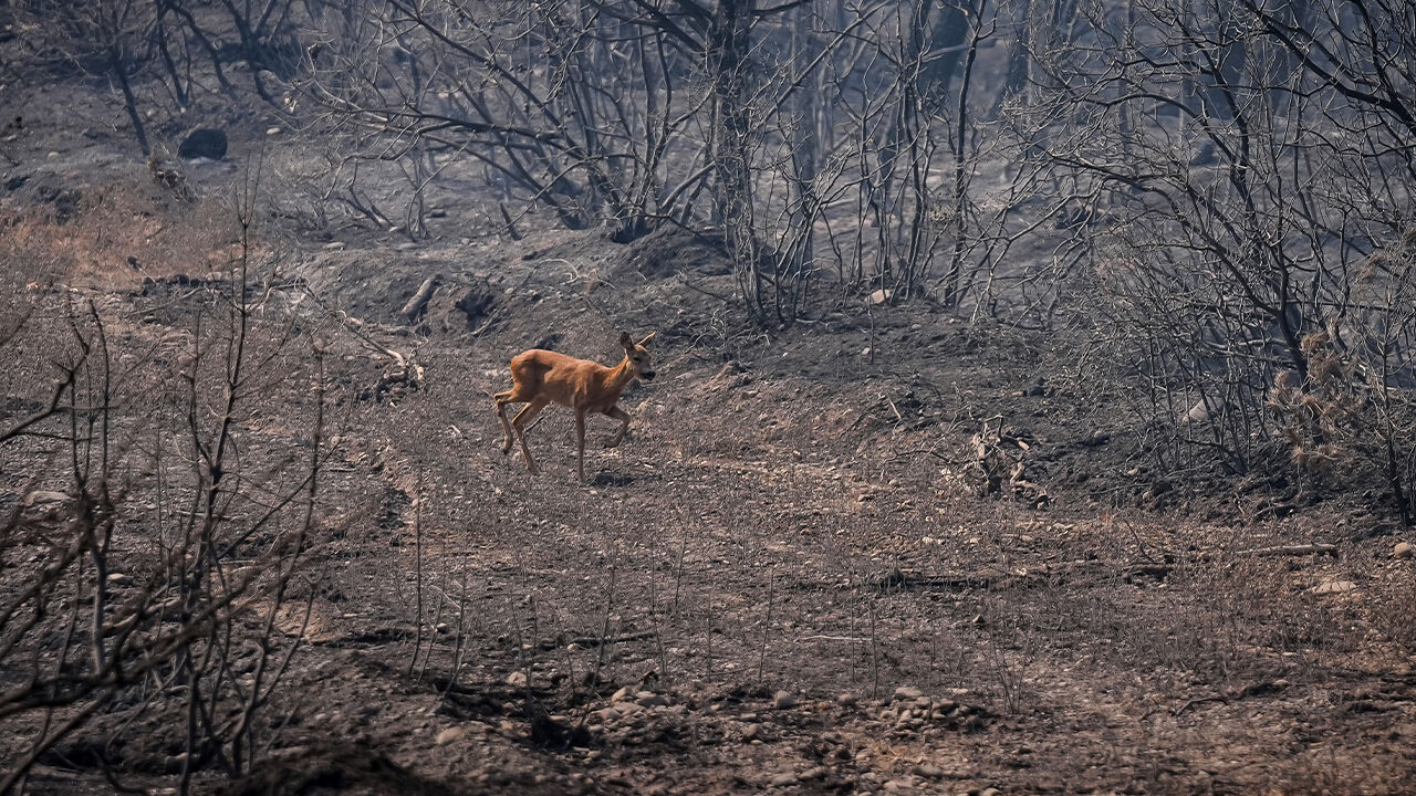 Gelibolu'da yangından kaçan karaca yürekleri burktu... Akıllara Bakan Yumaklı'nın açıklaması geldi - 2. Resim