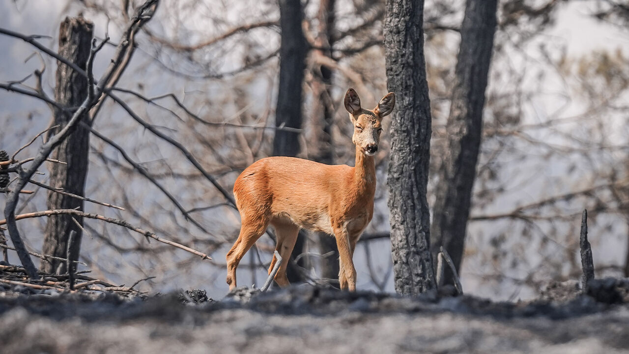 Gelibolu'da yangından kaçan karaca yürekleri burktu... Akıllara Bakan Yumaklı'nın açıklaması geldi - 1. Resim