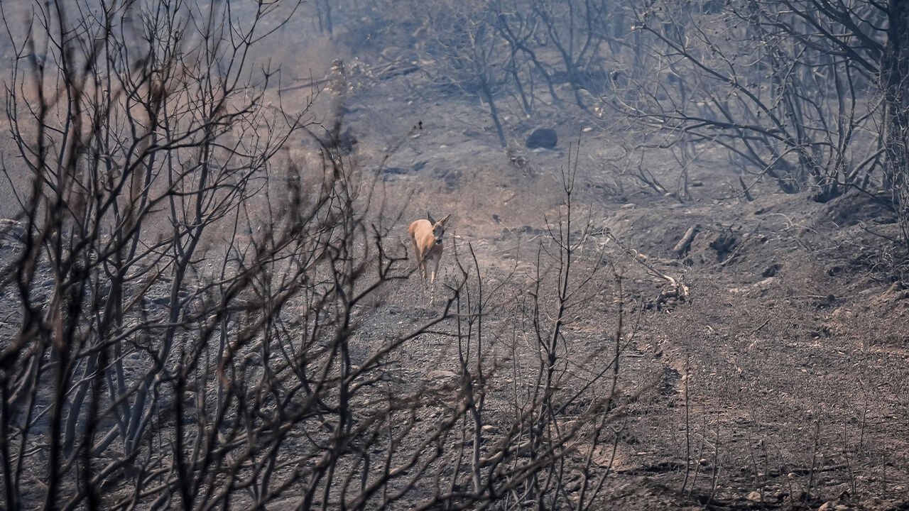 Gelibolu'da yangından kaçan karaca yürekleri burktu... Akıllara Bakan Yumaklı'nın açıklaması geldi - 3. Resim