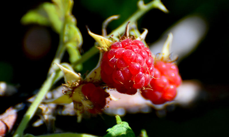 Hasat başladı! Ne gübre ne sulama… Vatandaş tek kuruş masraf etmeden topluyor - 4. Resim
