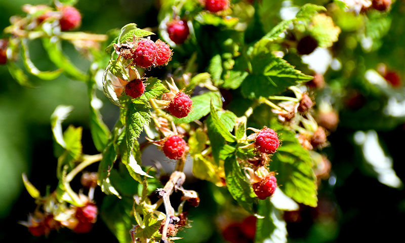 Hasat başladı! Ne gübre ne sulama… Vatandaş tek kuruş masraf etmeden topluyor - 1. Resim