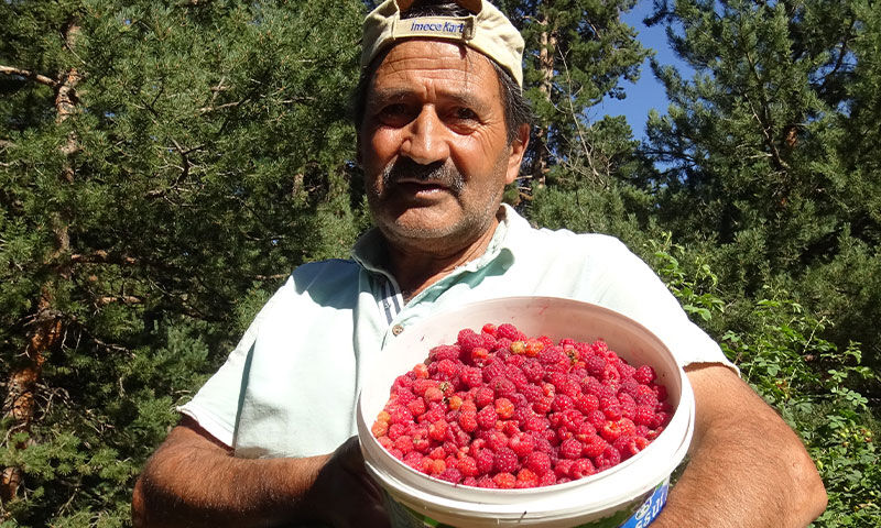Hasat başladı! Ne gübre ne sulama… Vatandaş tek kuruş masraf etmeden topluyor - 2. Resim