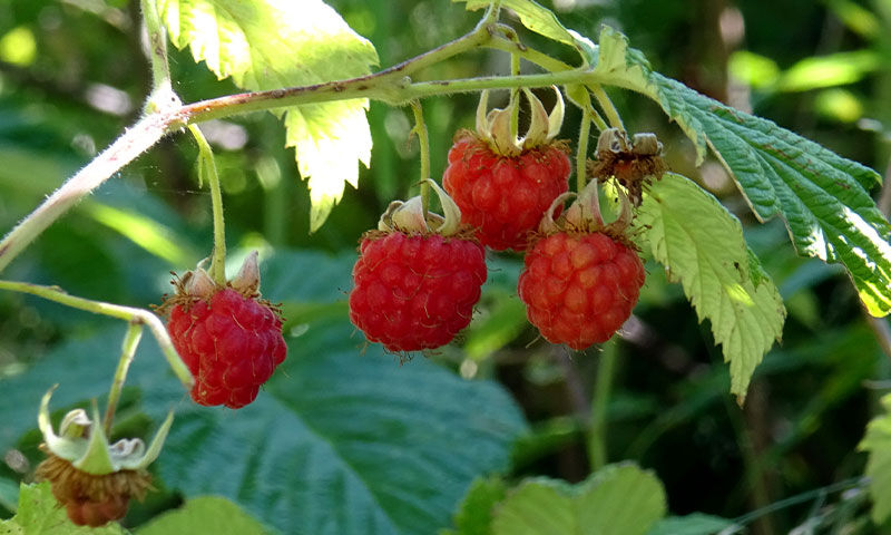 Hasat başladı! Ne gübre ne sulama… Vatandaş tek kuruş masraf etmeden topluyor - 5. Resim