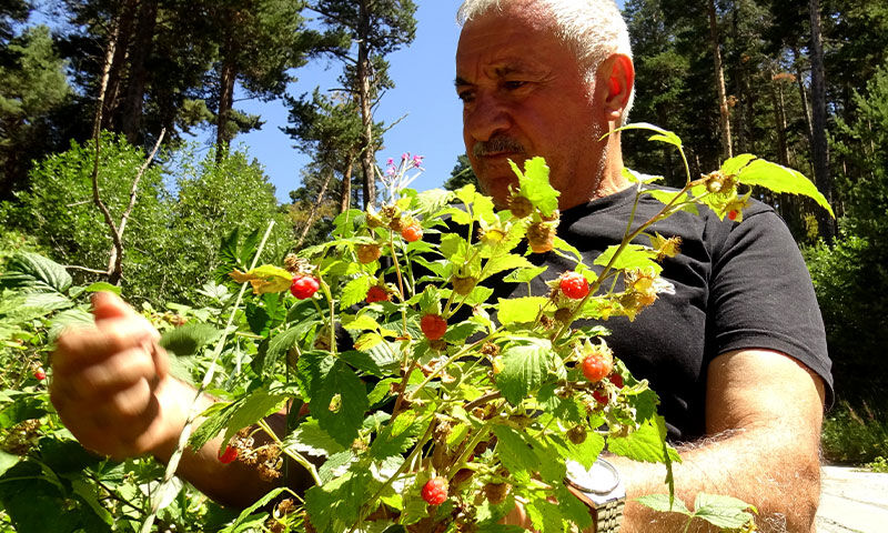 Hasat başladı! Ne gübre ne sulama… Vatandaş tek kuruş masraf etmeden topluyor - 3. Resim