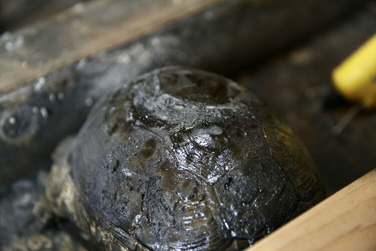 Muğla'da yürekleri ısıtan hareket! Ahşap ustası, kaplumbağanın kırık kabuğunu onardı - 3. Resim