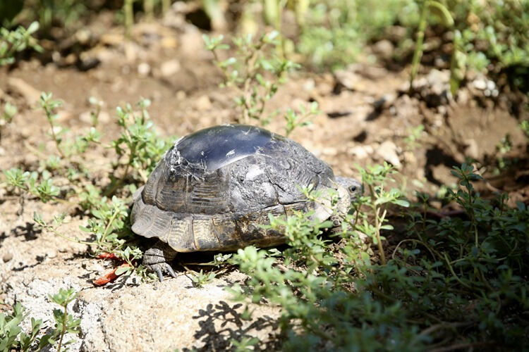 Muğla'da yürekleri ısıtan hareket! Ahşap ustası, kaplumbağanın kırık kabuğunu onardı - 5. Resim