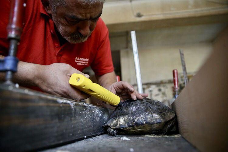 Muğla'da yürekleri ısıtan hareket! Ahşap ustası, kaplumbağanın kırık kabuğunu onardı - 1. Resim