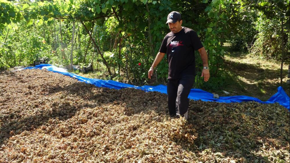 Fındıkları çalındı sandı! Gerçek bambaşka çıktı: Seneye daha fazla önlem alacağız - 2. Resim