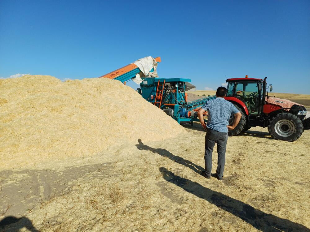 Geçtiğimiz yıl tarlada çürümüştü! Bu yıl çiftçinin cebini doldurdu... Tonu 2 bin lira - 1. Resim