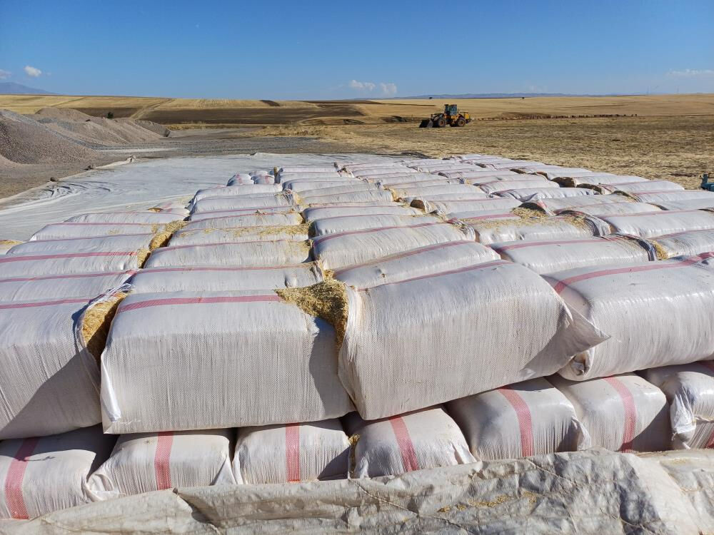 Geçtiğimiz yıl tarlada çürümüştü! Bu yıl çiftçinin cebini doldurdu... Tonu 2 bin lira - 2. Resim
