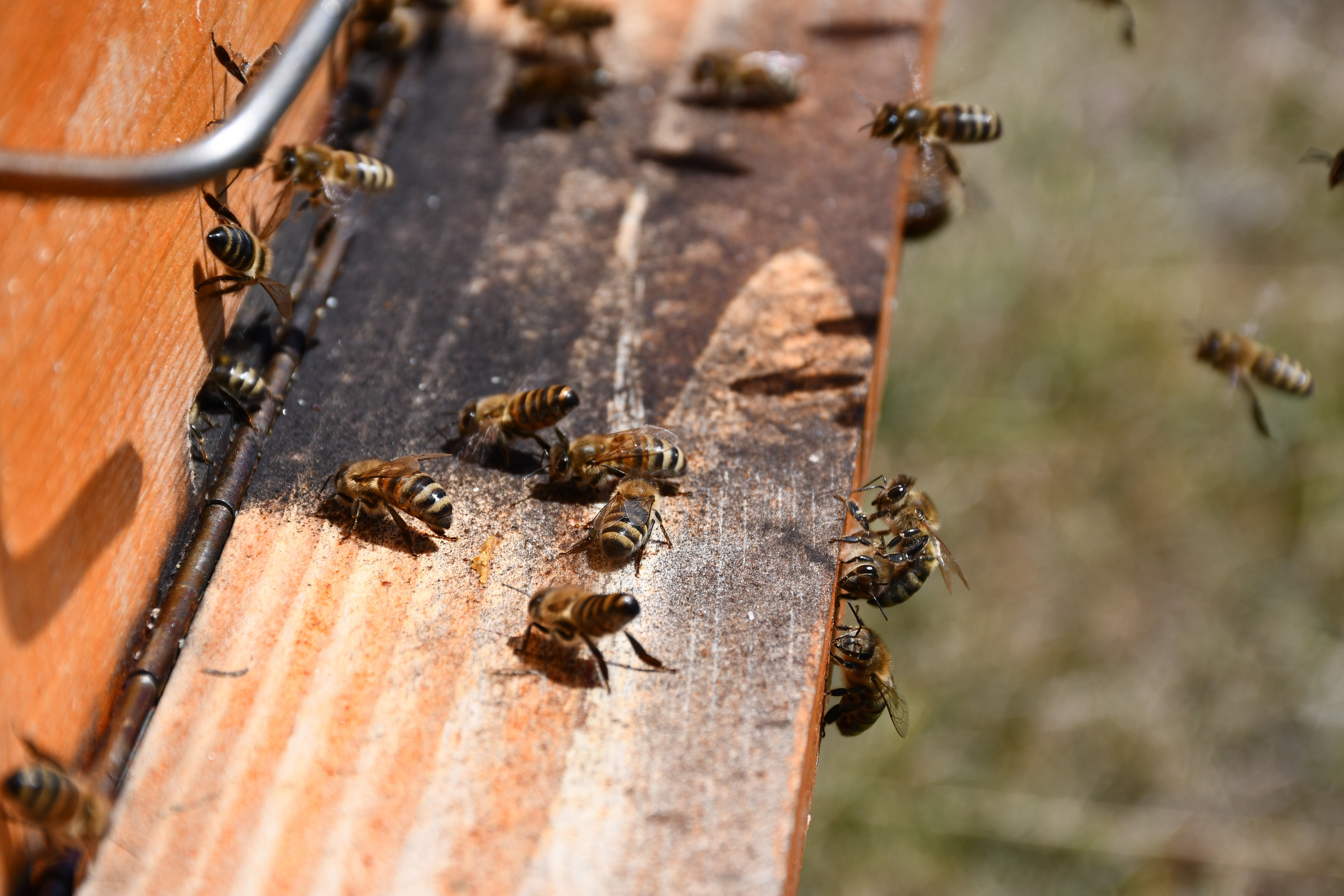 Hasadı başladı, kilosu 1500 liraya dayandı! Dünyada nadir bulunuyor, faydaları saymakla bitmiyor - 4. Resim