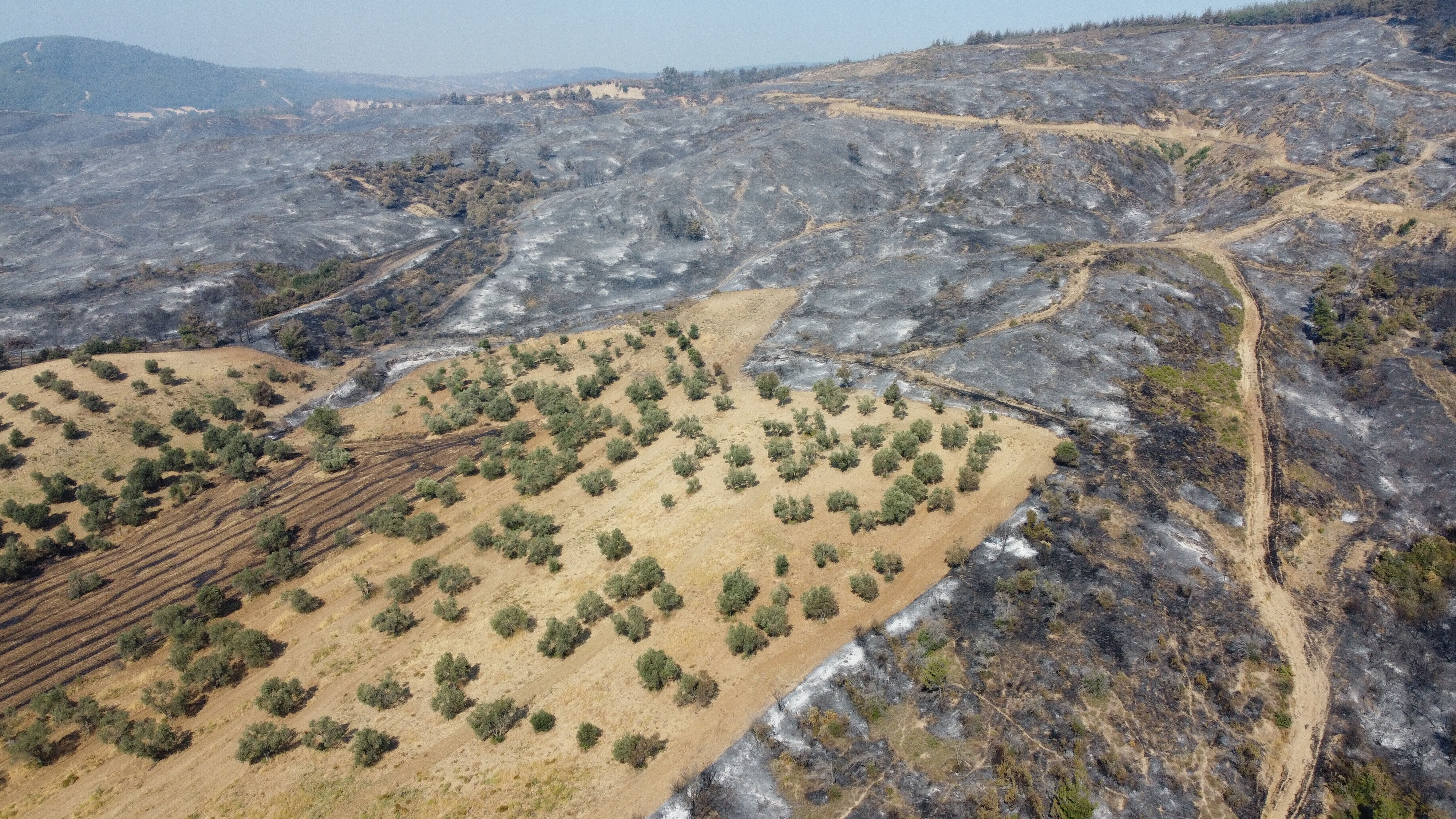 Her yer yandı sadece onun tarlası kurtuldu! Nedenini tek cümleyle anlattı - 1. Resim