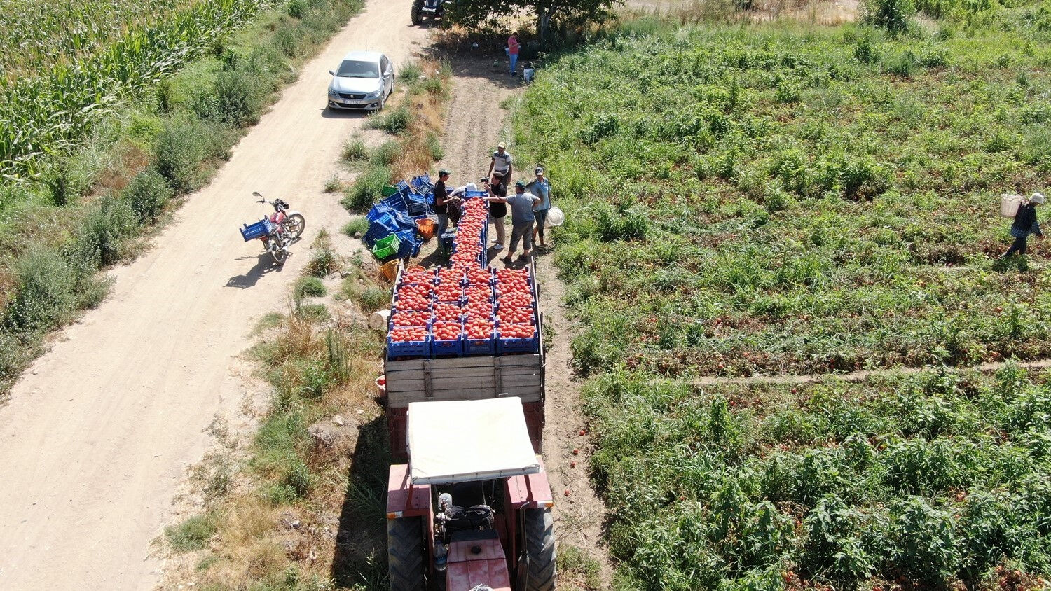 Nefes almanın bile zor olduğu şehirde domates hasadı başladı! İşçilerin saatlik ücreti belli oldu - 3. Resim