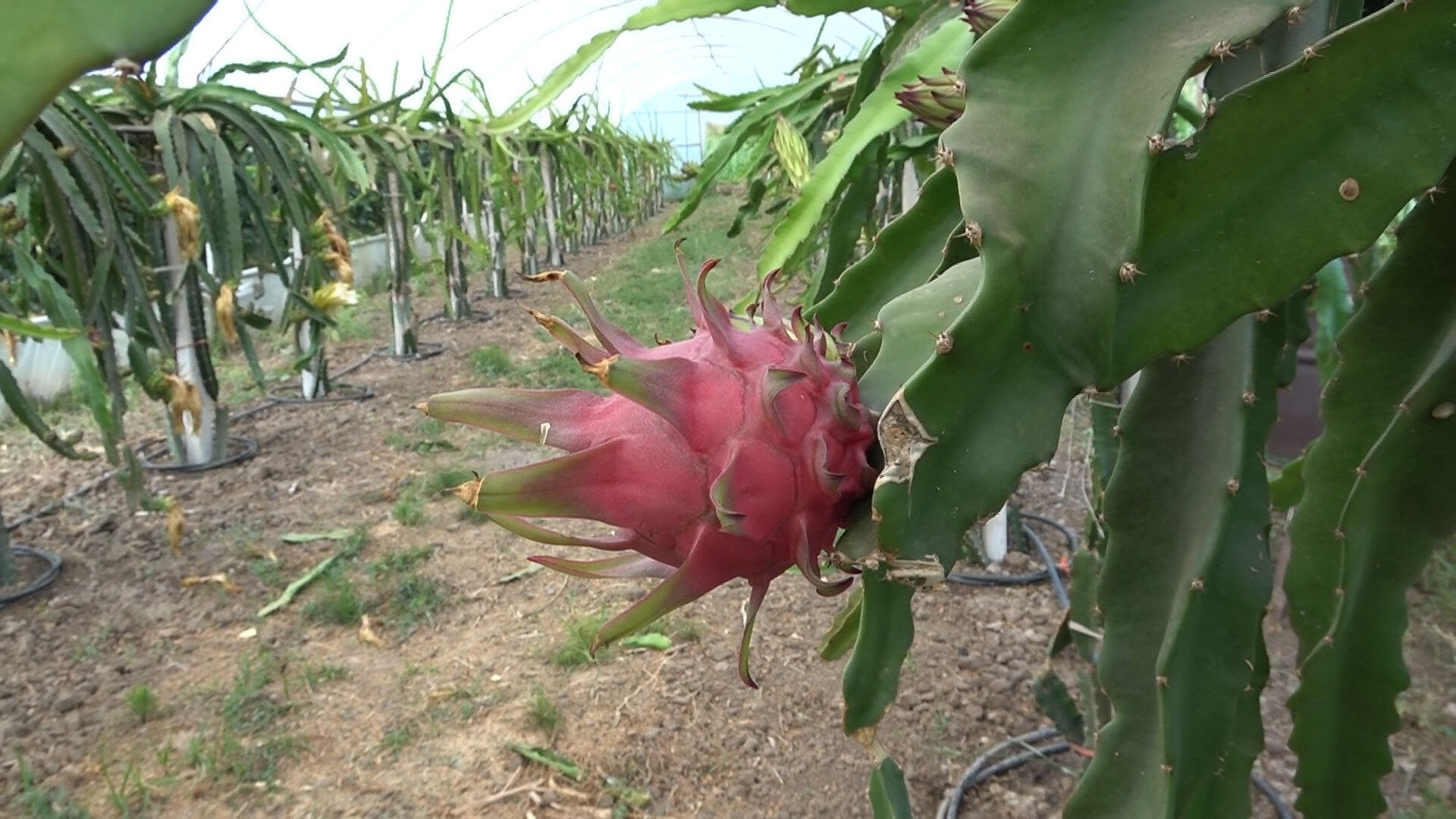 Önce olumsuz karşılandı, şimdi kilosu 250 TL'den yok satıyor! 600 kiloya yakın hasat bekleniyor - 1. Resim