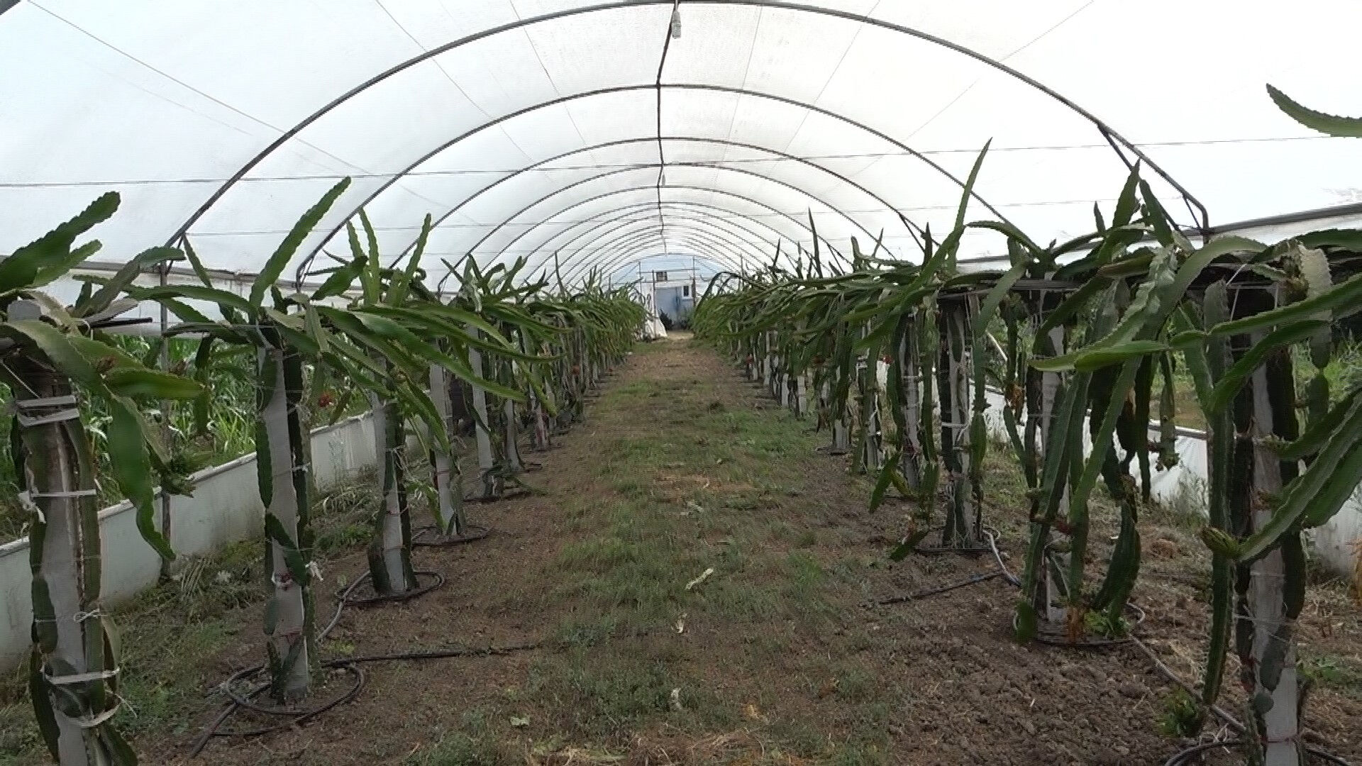 Önce olumsuz karşılandı, şimdi kilosu 250 TL'den yok satıyor! 600 kiloya yakın hasat bekleniyor - 2. Resim