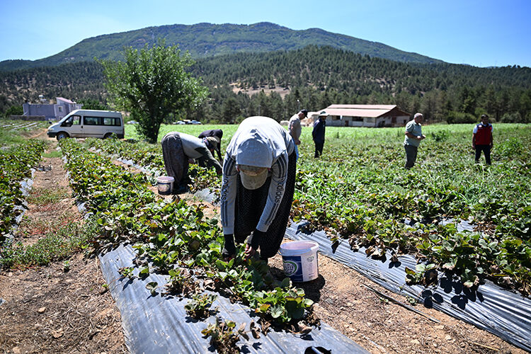 Öyle bir şey ektiler ki şehirden giden döndü! Çevre illerden göç eden bile var - 3. Resim