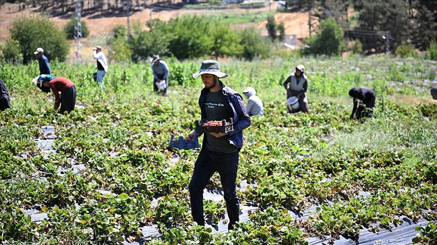 Öyle bir şey ektiler ki şehirden giden döndü! Çevre illerden göç eden bile var - 1. Resim