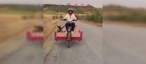 Scootera koltuk monte edip, köpekleri ile yolculuk yaptı! Renkli görüntüler kamerada - 1. Resim