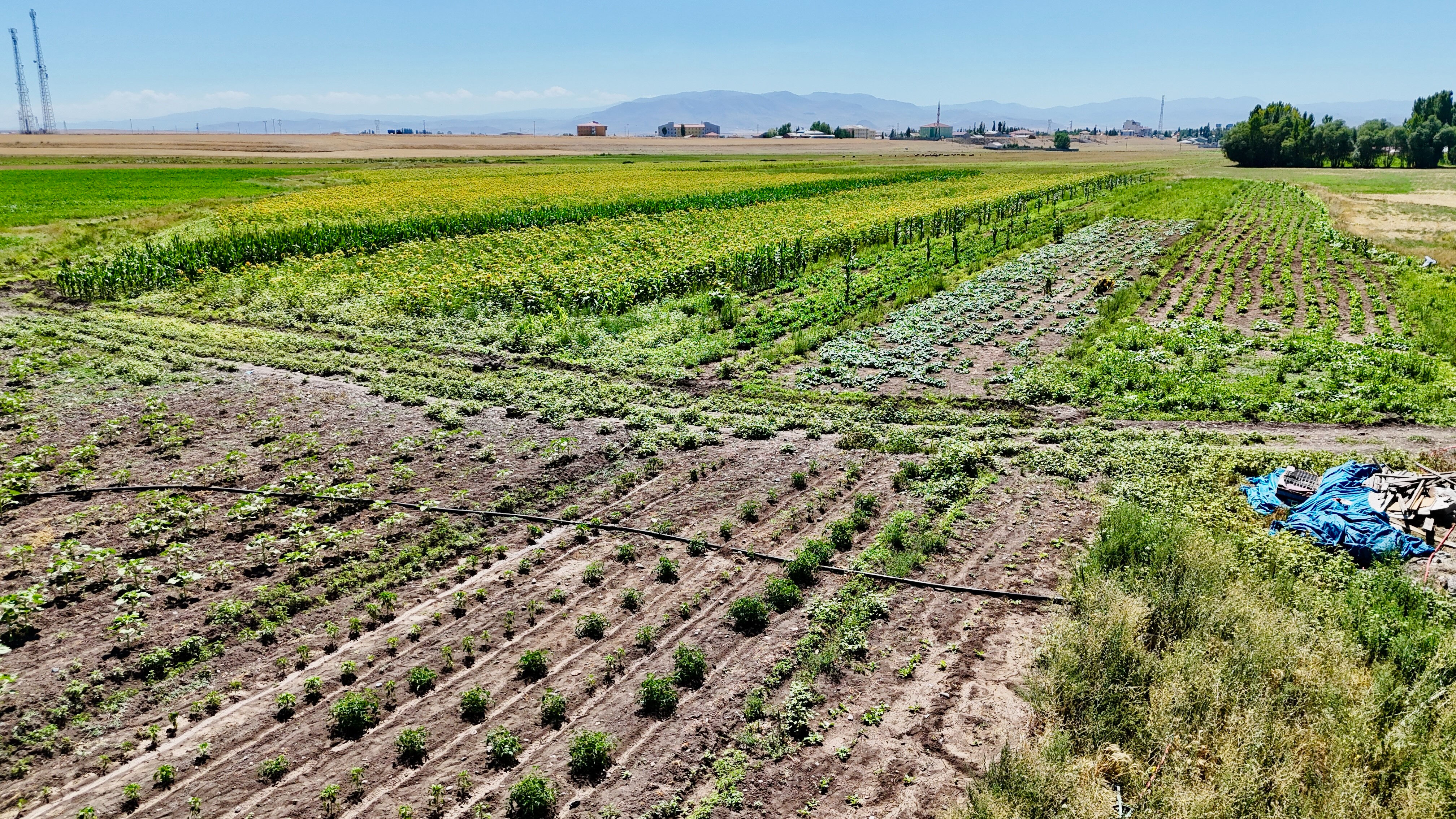 Sebze, meyve, tahıl... Bu bostan diğerlerinden daha farklı! Vatandaş daha ucuza satın alacak - 3. Resim