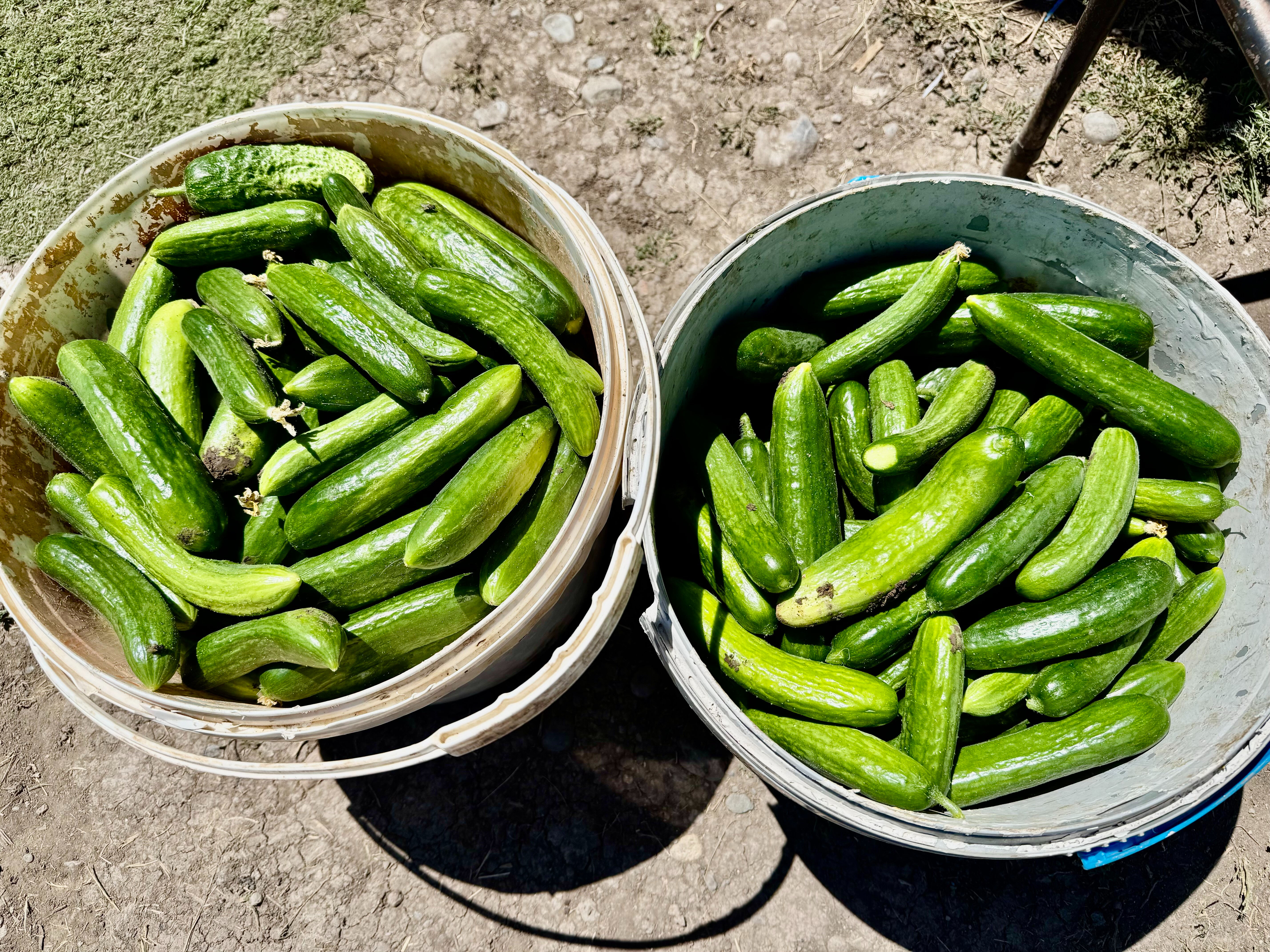 Sebze, meyve, tahıl... Bu bostan diğerlerinden daha farklı! Vatandaş daha ucuza satın alacak - 1. Resim