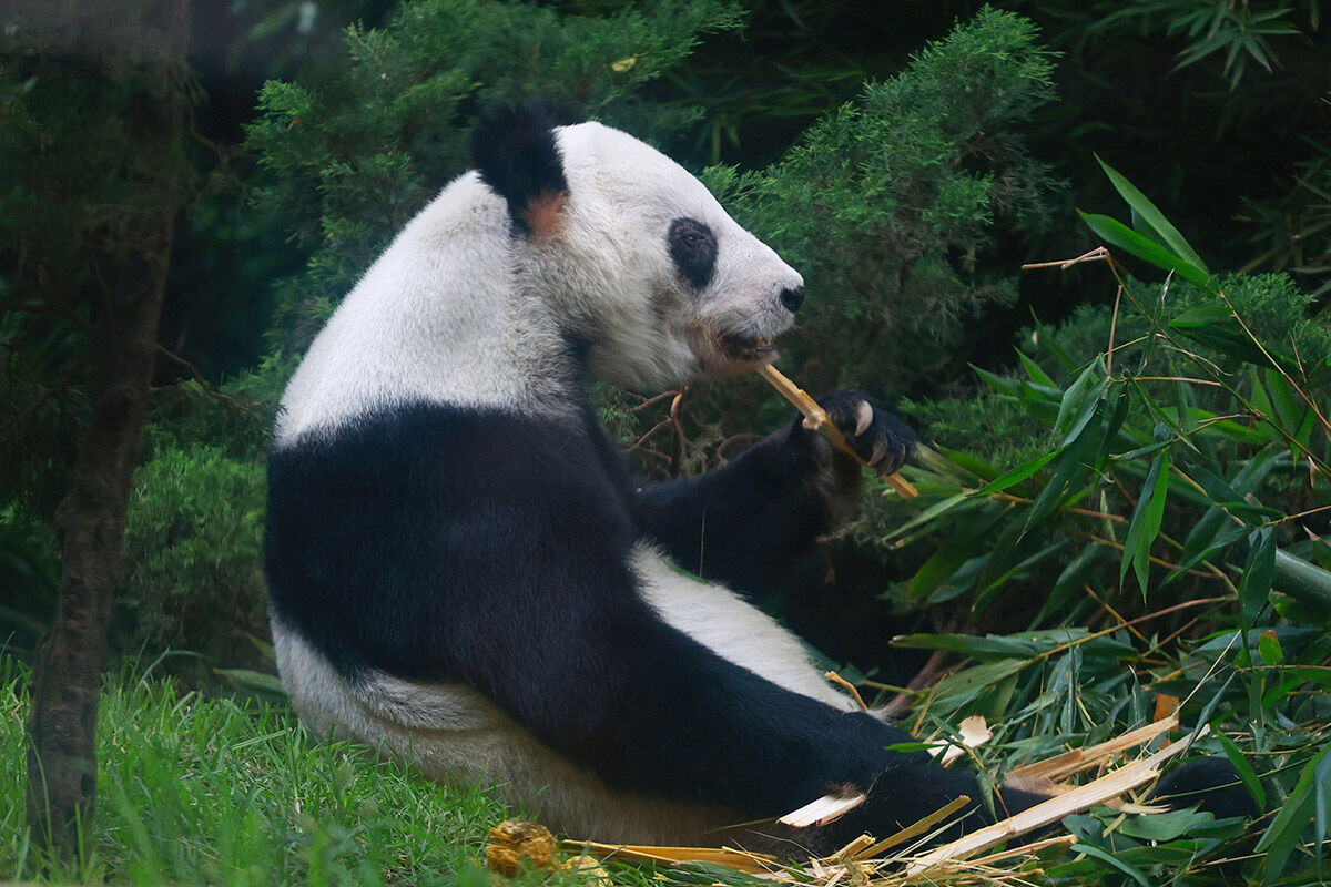 Türün tek örneği! Çin hak iddia edemiyor... Ülkenin her yerinden bu pandayı görmeye geliyorlar - 3. Resim