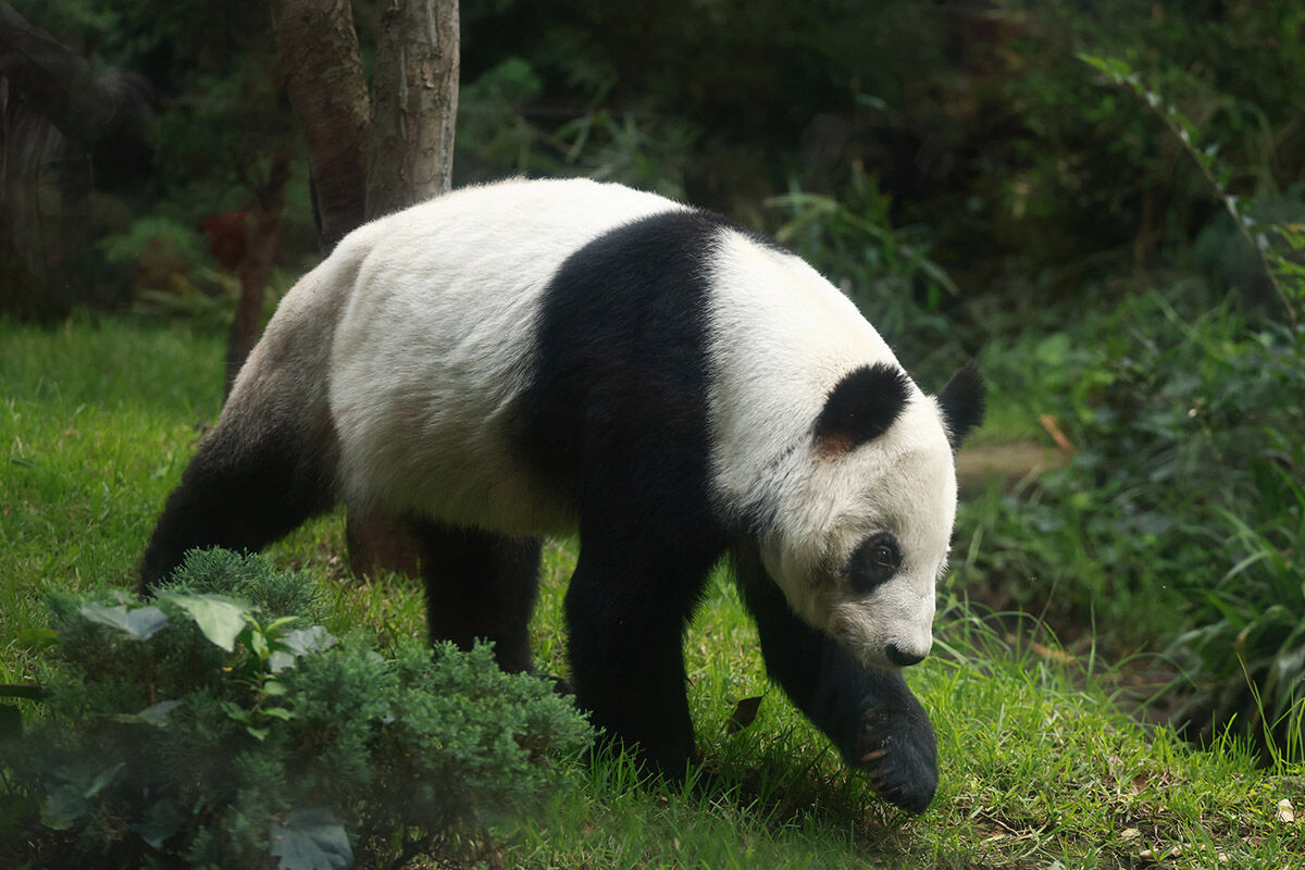 Türün tek örneği! Çin hak iddia edemiyor... Ülkenin her yerinden bu pandayı görmeye geliyorlar - 7. Resim