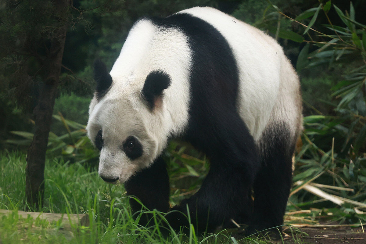 Türün tek örneği! Çin hak iddia edemiyor... Ülkenin her yerinden bu pandayı görmeye geliyorlar - 6. Resim
