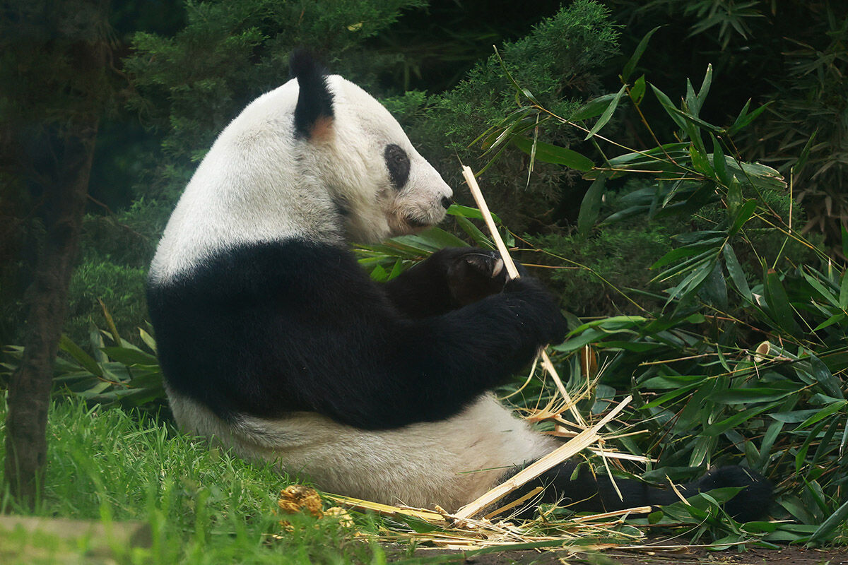 Türün tek örneği! Çin hak iddia edemiyor... Ülkenin her yerinden bu pandayı görmeye geliyorlar - 8. Resim