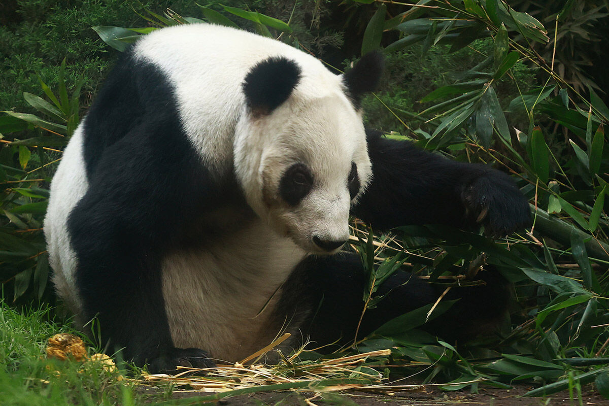 Türün tek örneği! Çin hak iddia edemiyor... Ülkenin her yerinden bu pandayı görmeye geliyorlar - 5. Resim