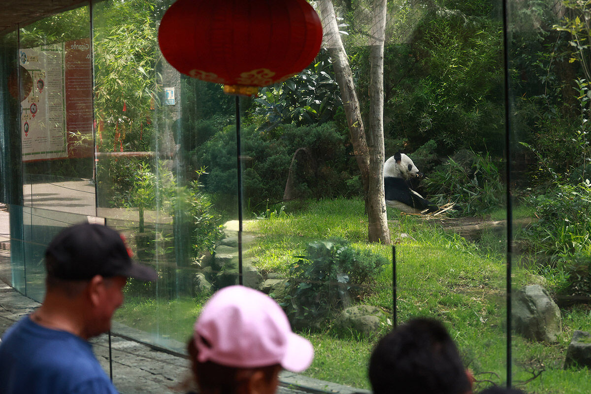 Türün tek örneği! Çin hak iddia edemiyor... Ülkenin her yerinden bu pandayı görmeye geliyorlar - 4. Resim