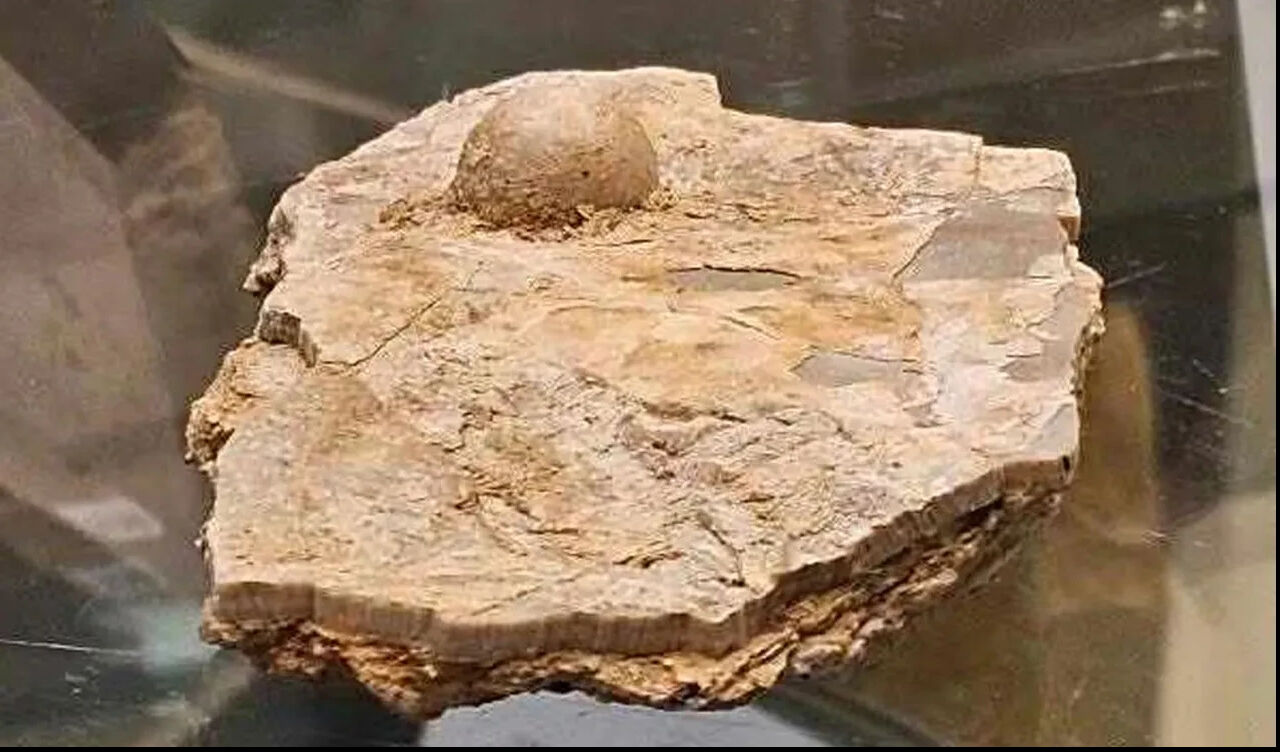 6 yıllık çalışma gerçeği ortaya çıkardı! Turist buldu, yetkililer doğruladı: Tam 100 milyon yıllık - 1. Resim